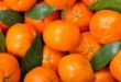 Manfaat dan Khasiat Buah Jeruk bagi Kesehatan