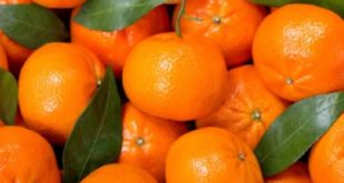 Manfaat dan Khasiat Buah Jeruk bagi Kesehatan