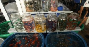 Peluang Bisnis Ikan Hias