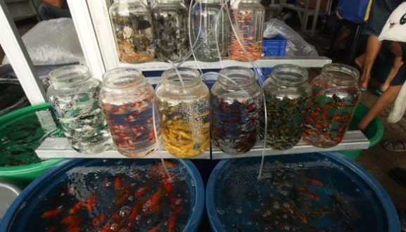 Peluang Bisnis Ikan Hias