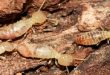Jangan Anggap Remeh! Begini Cara Ampuh Atasi Rayap Kayu Kering di Kusen Pintu Rumah
